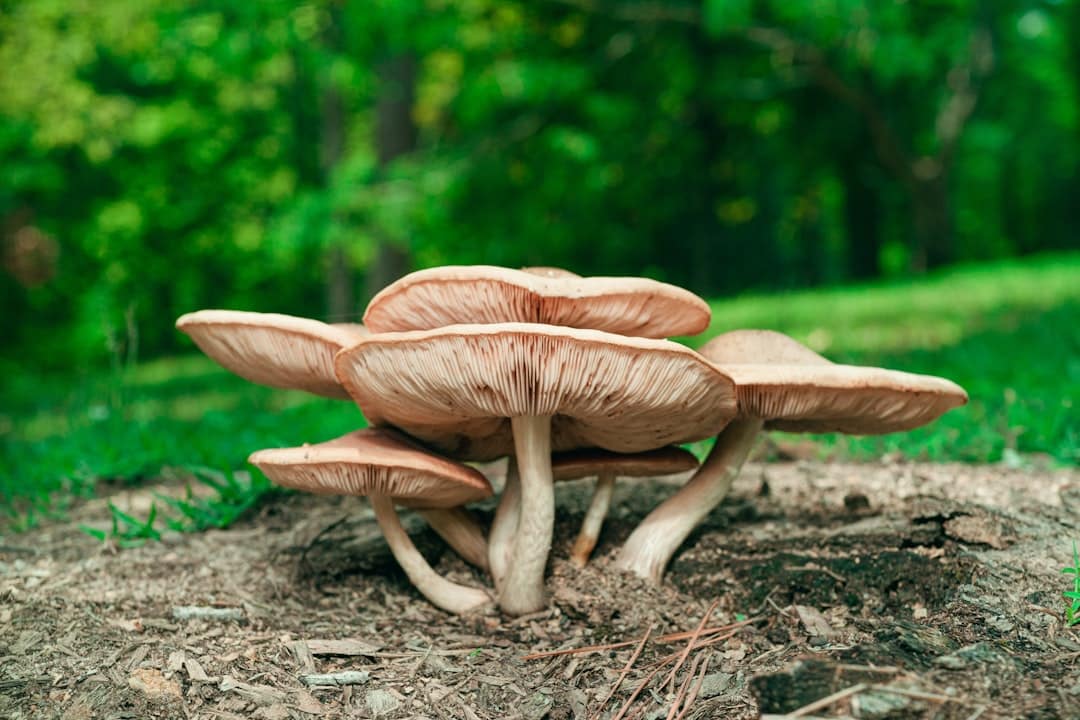 Photo Reishi mushroom