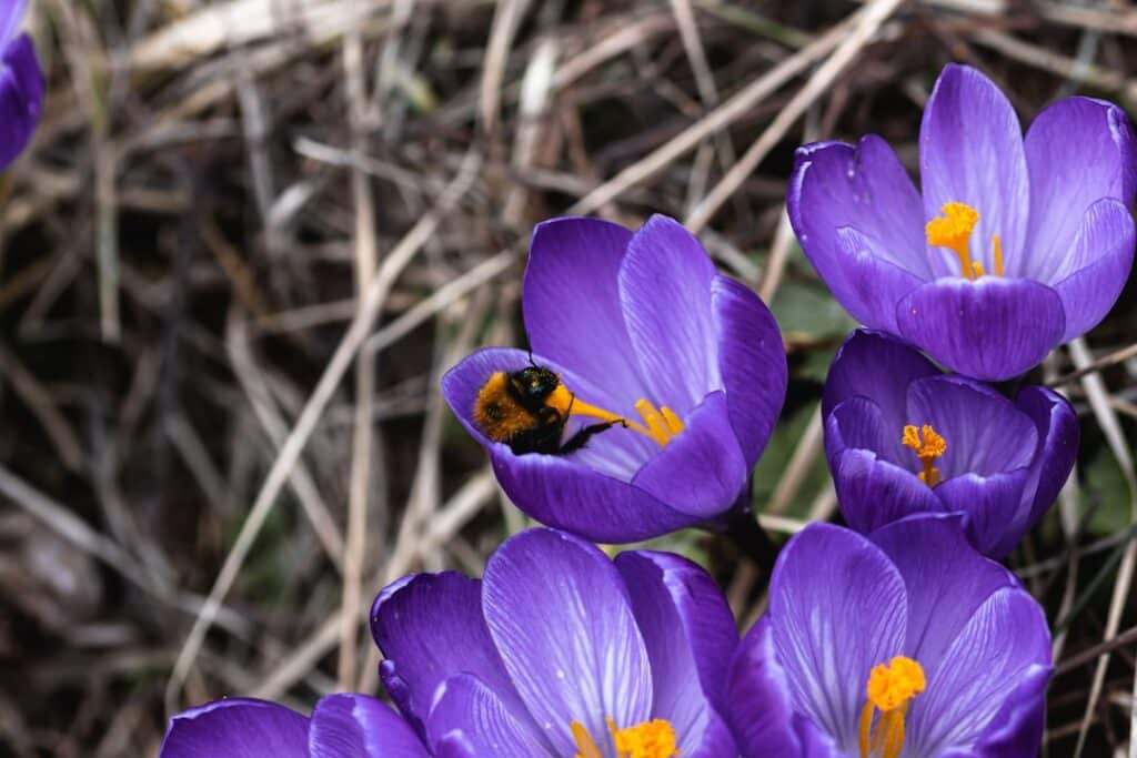 Photo Saffron flower