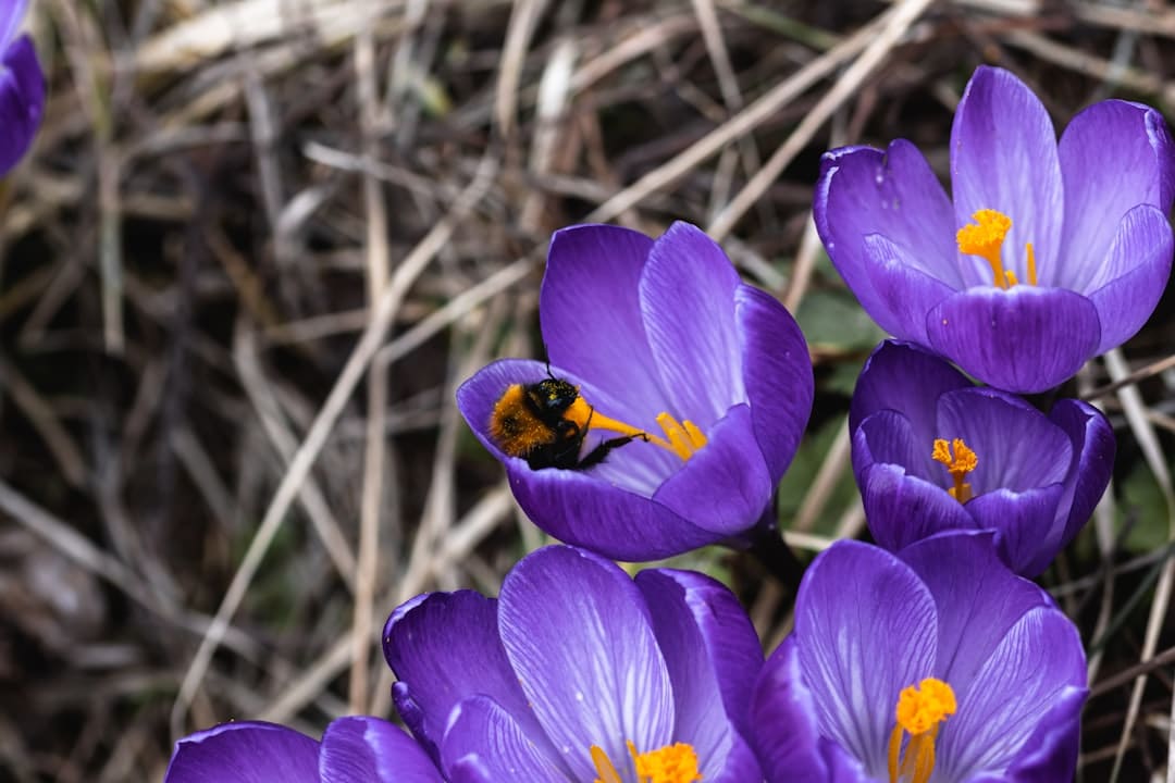 Photo Saffron flower