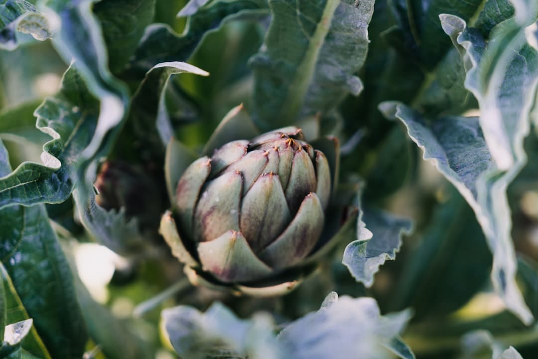 Photo Artichoke capsules
