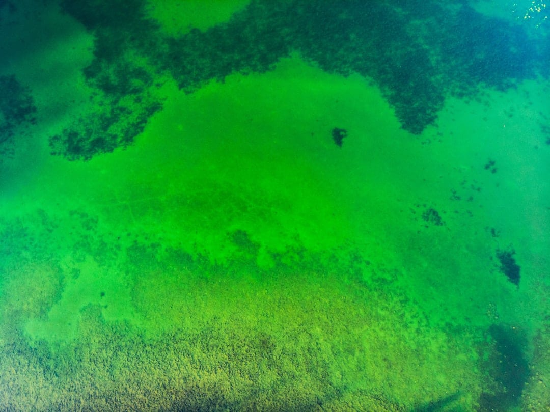 Photo Green algae