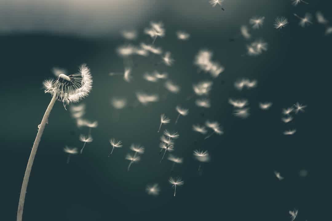 Photo Dandelion tea