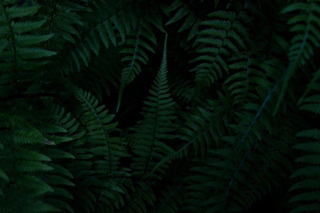 Photo Green leaves