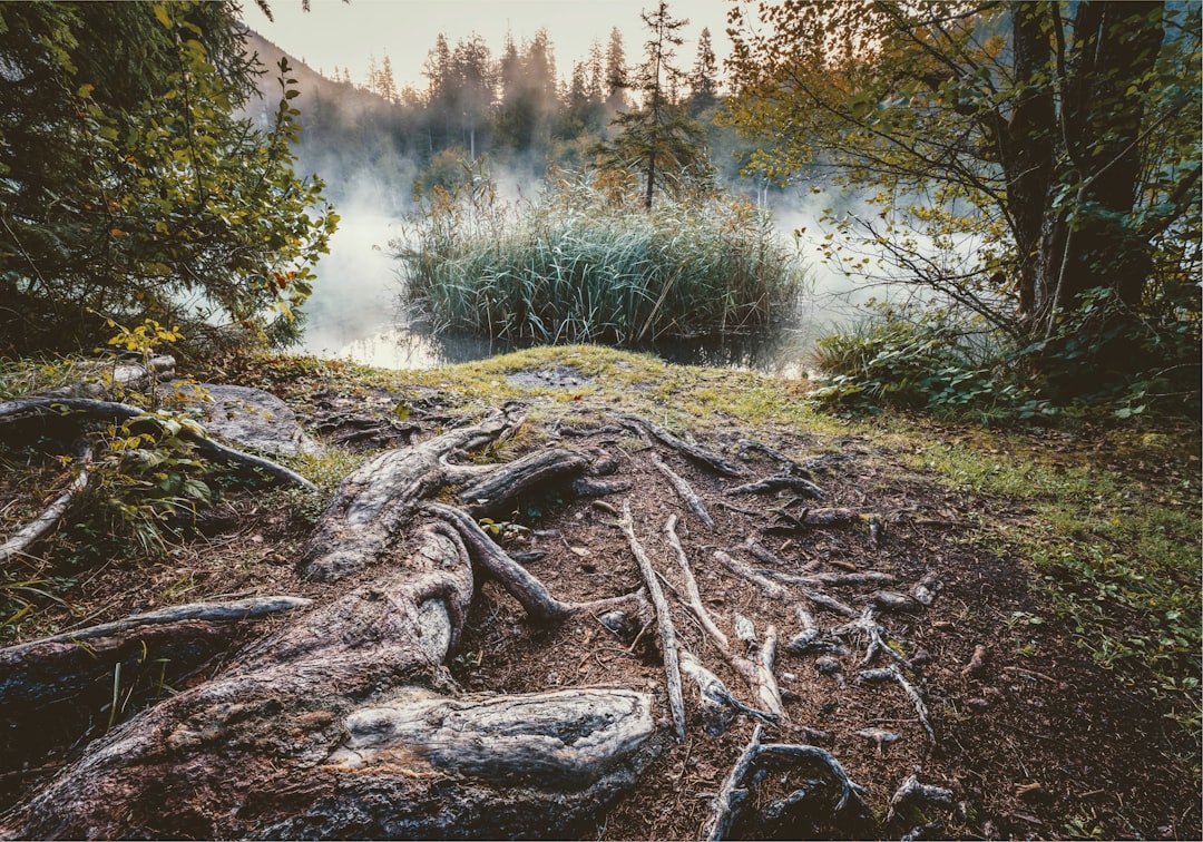 Photo Ashwagandha root