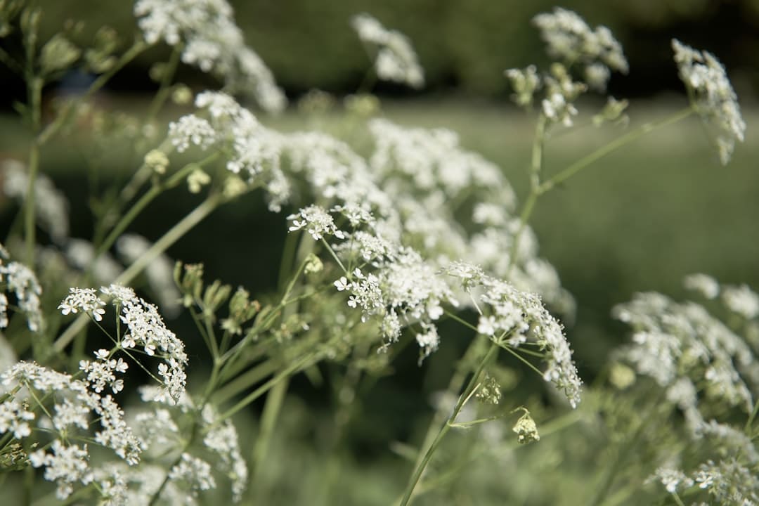 Photo Natural herbs