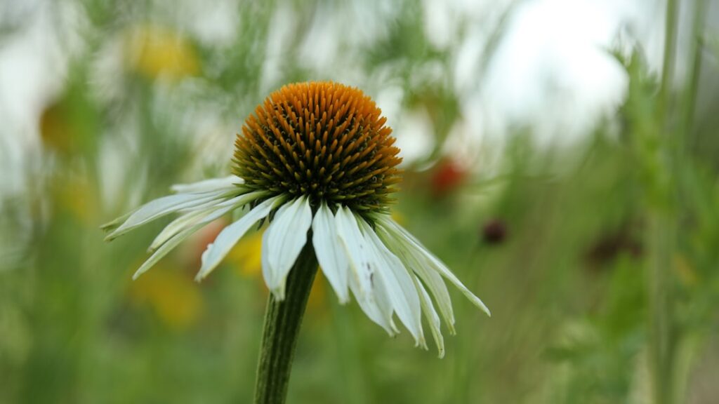 Photo Echinacea plant