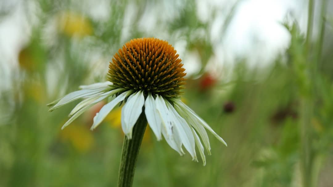 Photo Echinacea plant