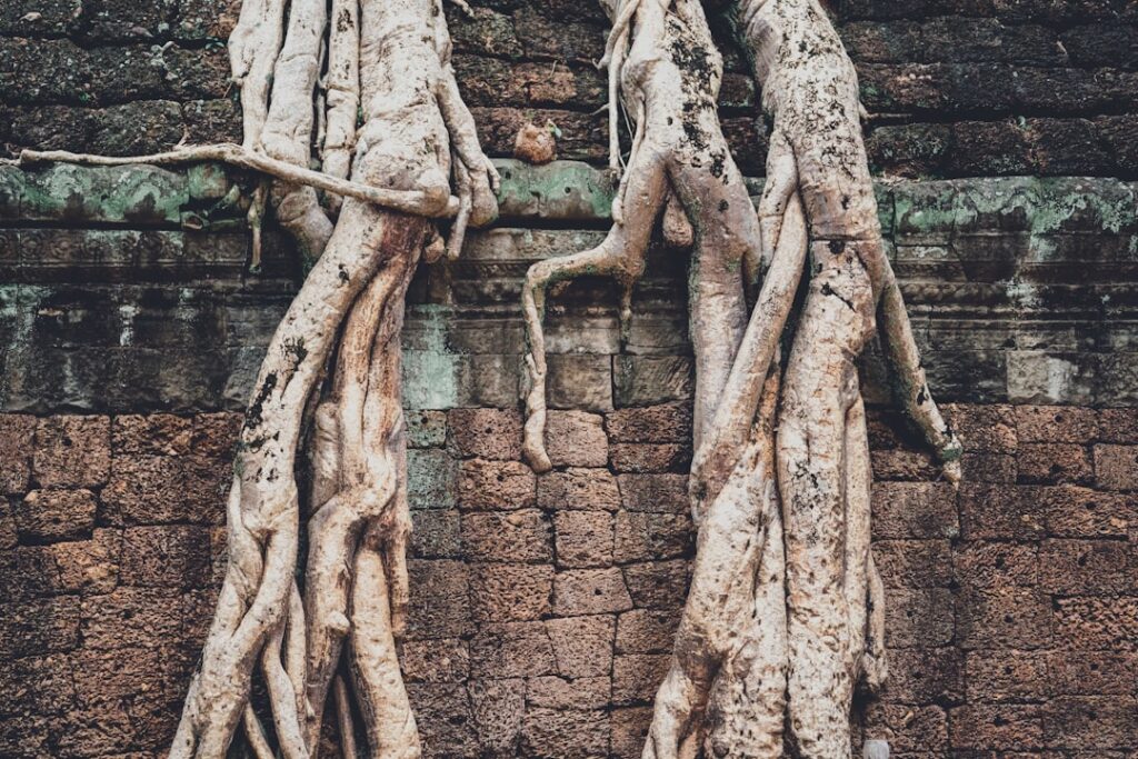 Photo Valerian Root Supplement