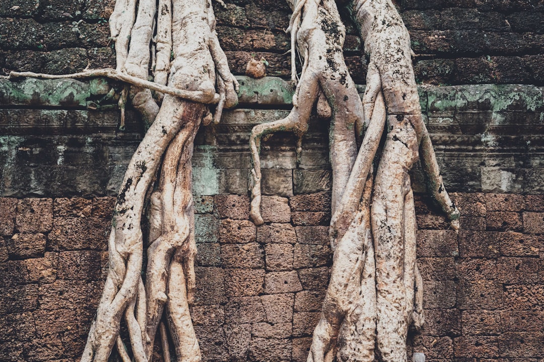 Photo Valerian Root Supplement