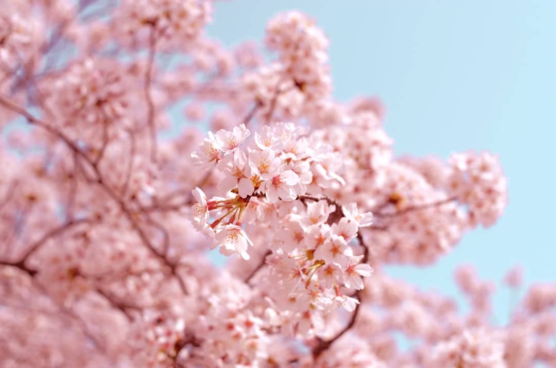 Photo Cherry extract