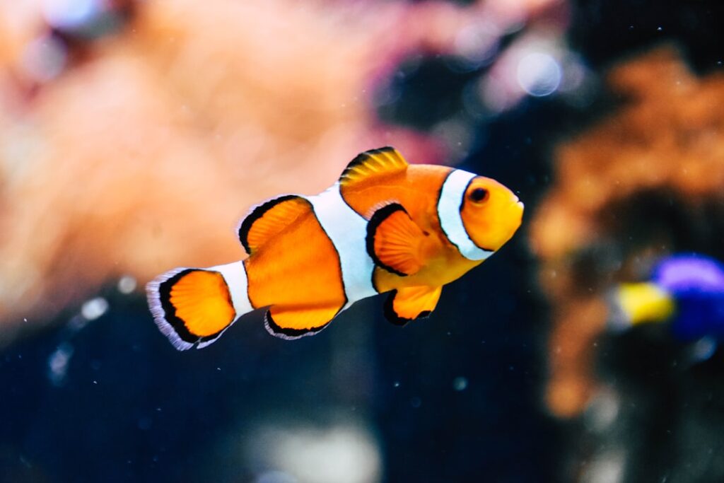 Photo Omega-3 Fish Oil