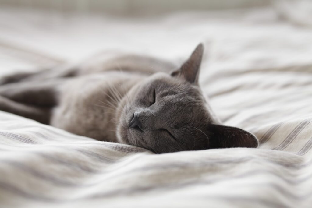 Photo Sleep mask