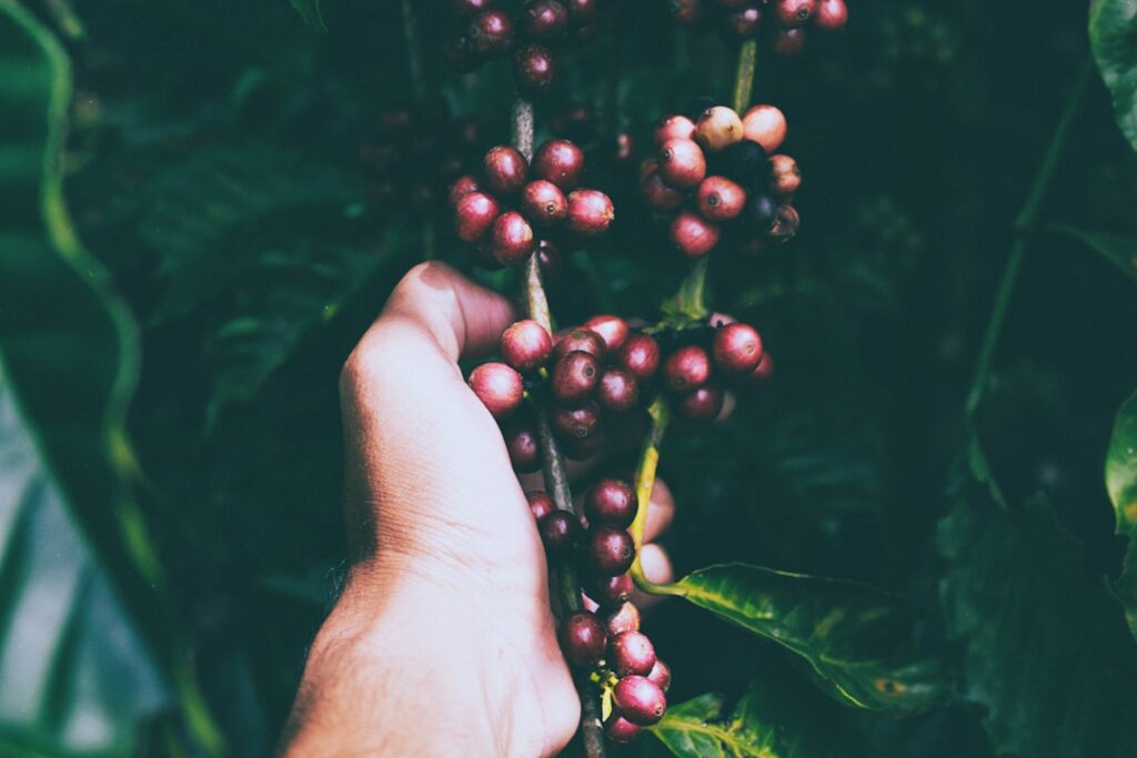 Photo Cranberry extract