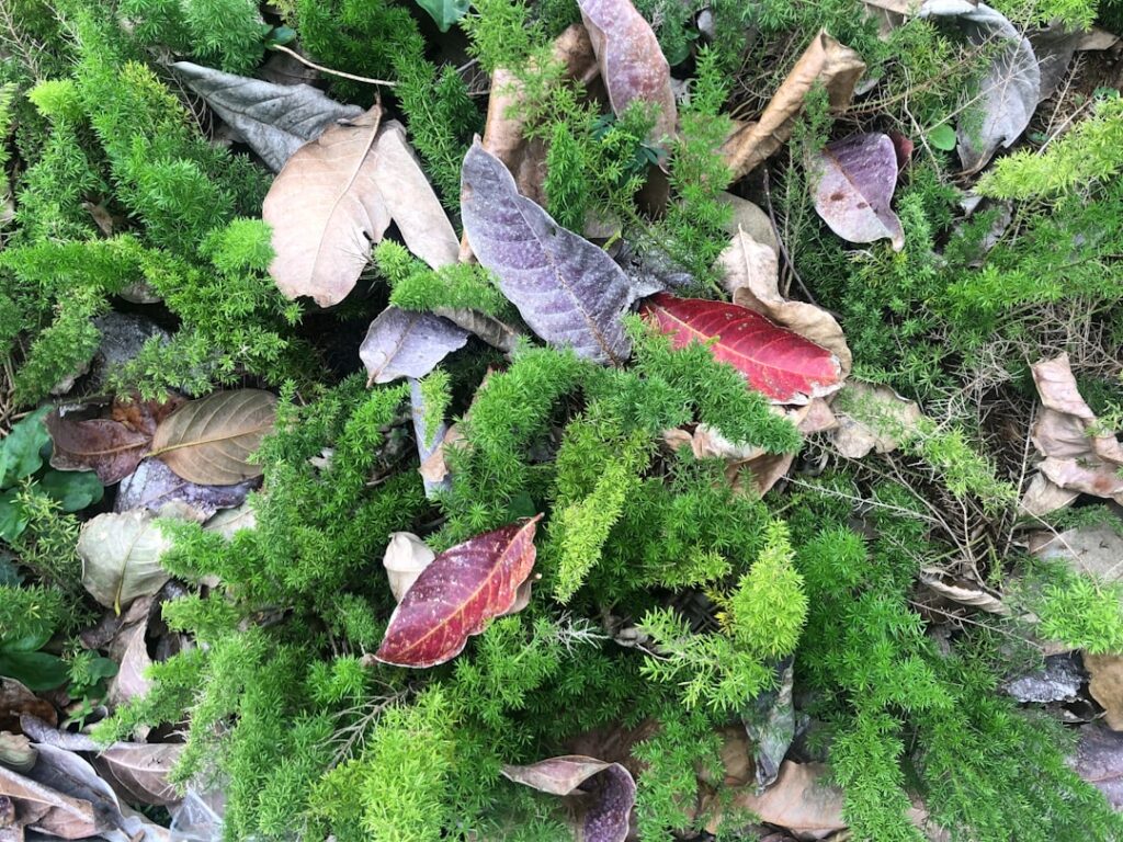 Photo Herbal supplement