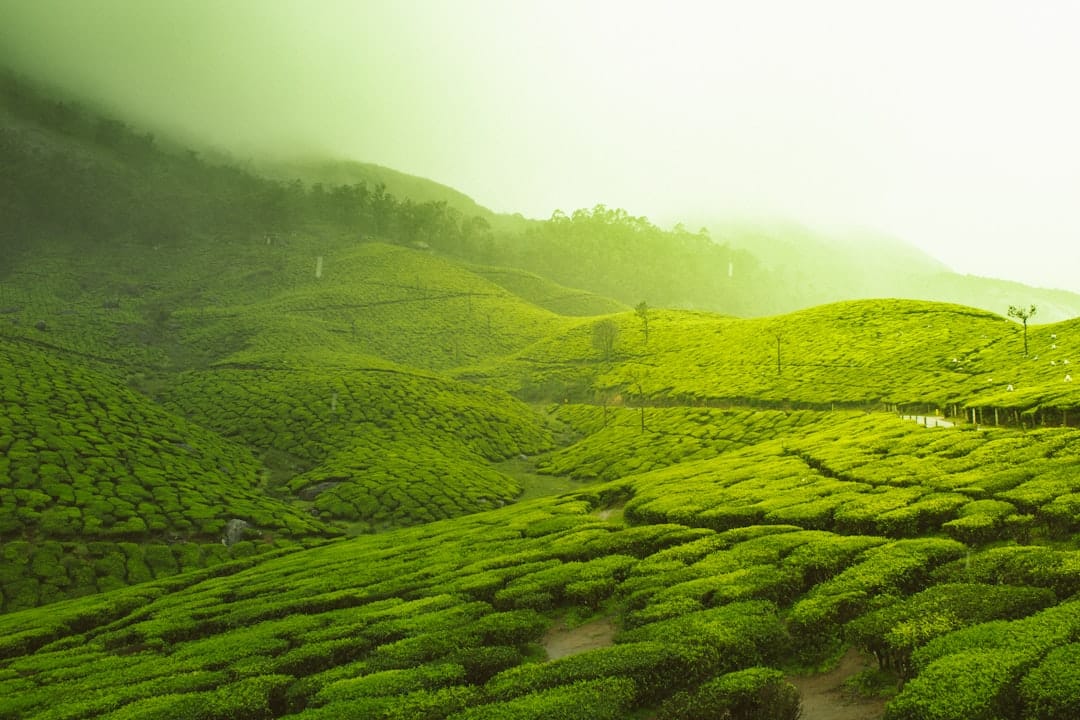 Photo Green tea