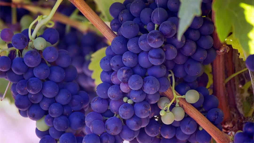 Photo Grape seed extract bottle