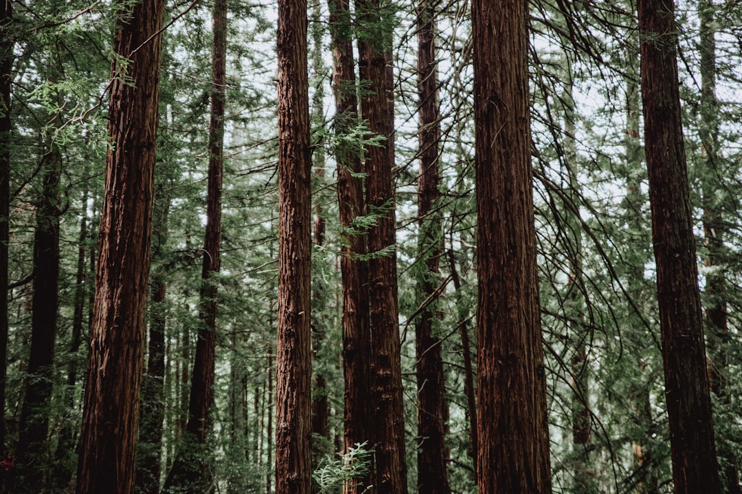 Photo Pine bark forest