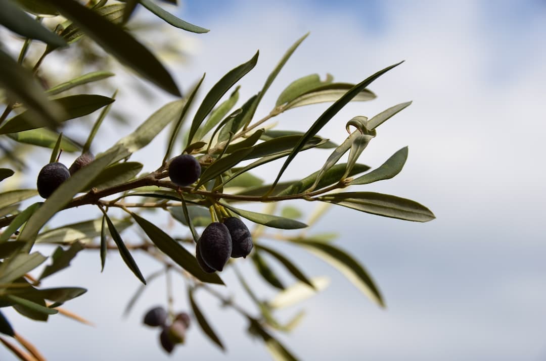 Photo Olive tree