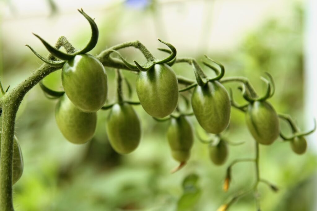 Photo Vitamin B1 supplement