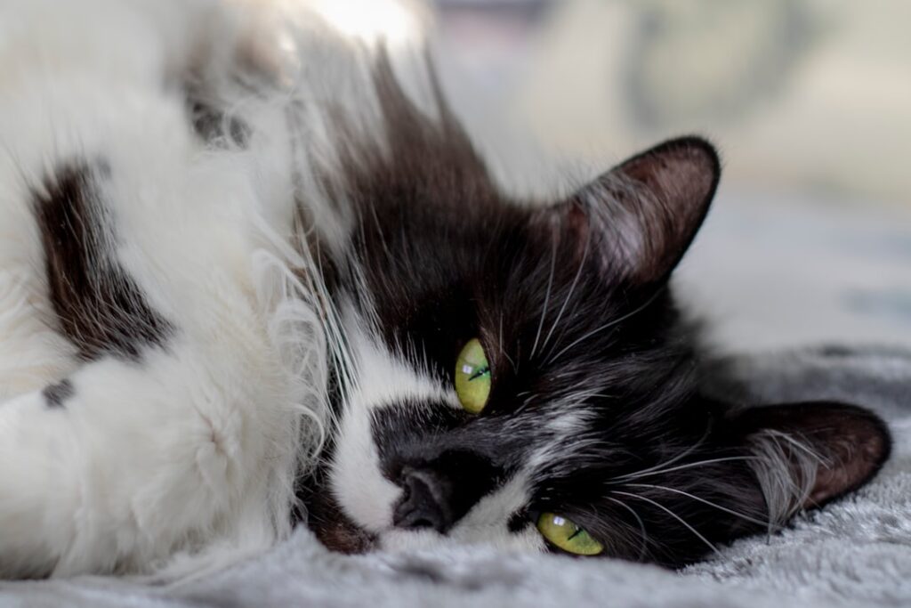 Photo Relaxed and content