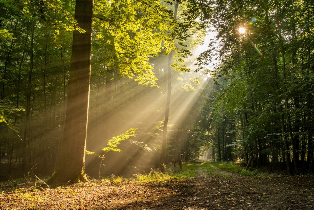 Photo Morning sunlight