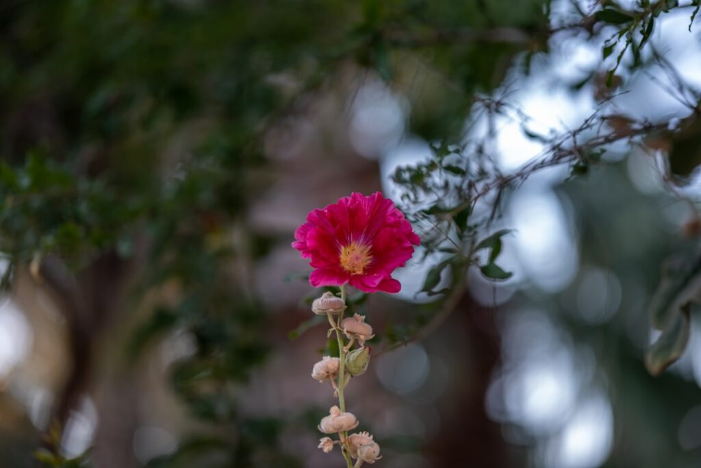 Photo Rhodiola Rosea