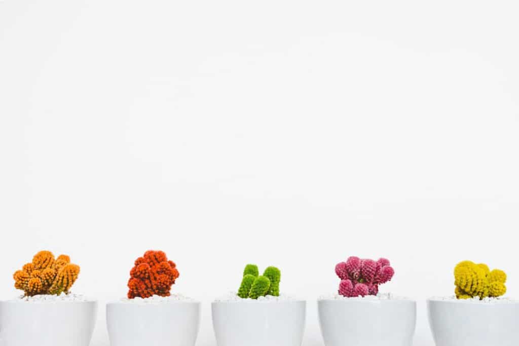 Photo Valerian Root Plant