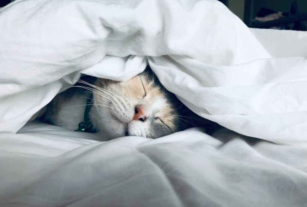Photo Sleep comparison