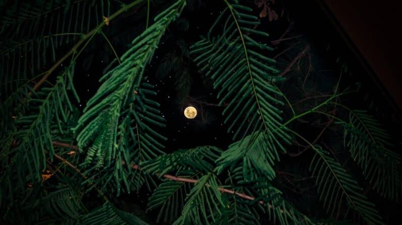 Photo Uva Ursi Leaves