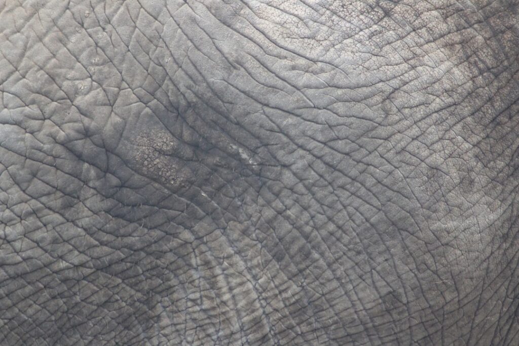 Photo Skin texture