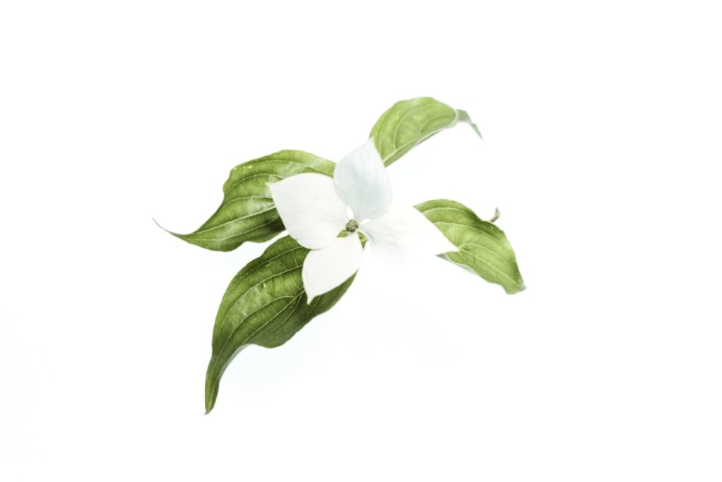 Photo Green Tea Leaves