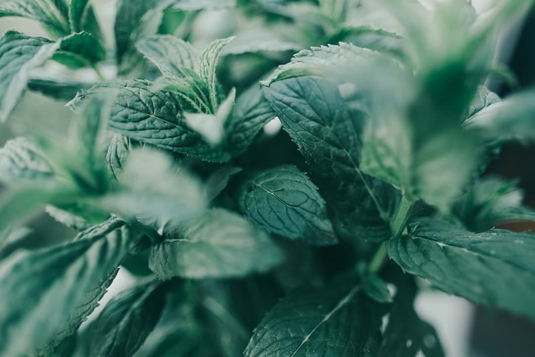 Photo Green tea leaves