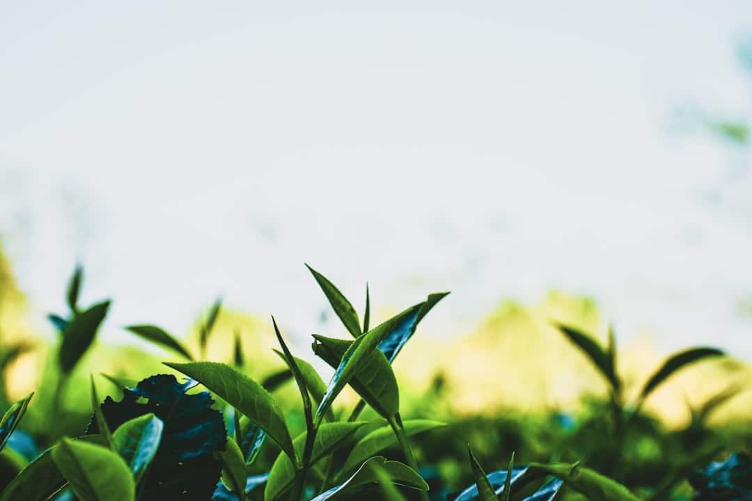 Photo Green tea leaves
