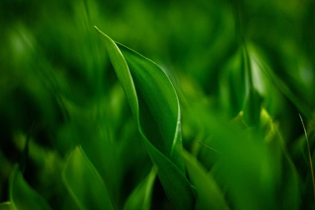 Photo Green Tea Leaves