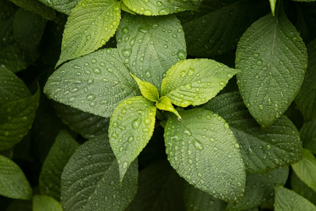 Photo Green tea leaves