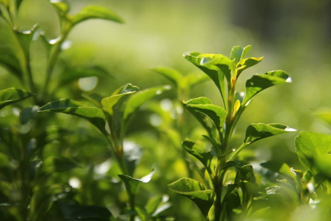 Photo Green Tea Leaves