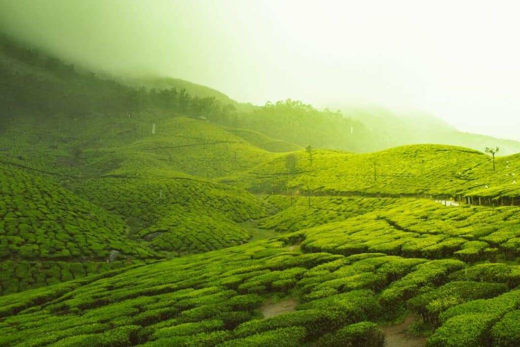 Photo Green tea leaves