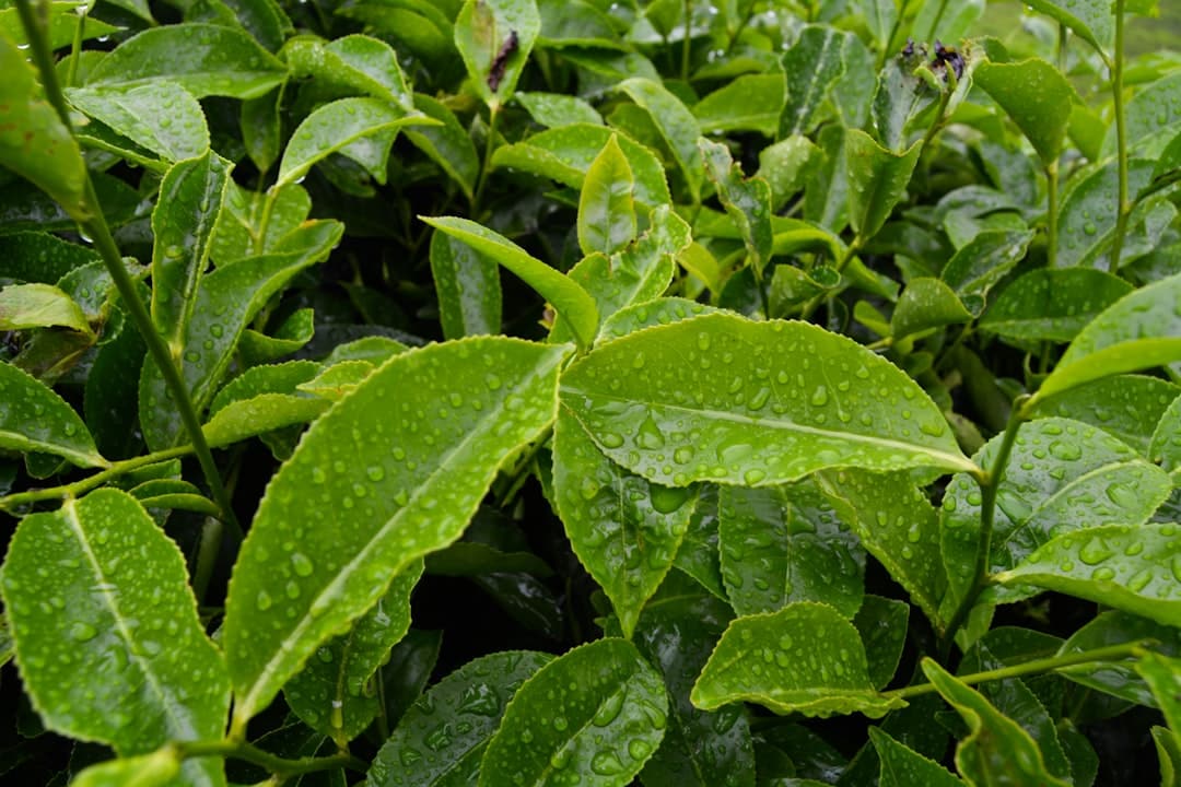 Photo Green tea leaves