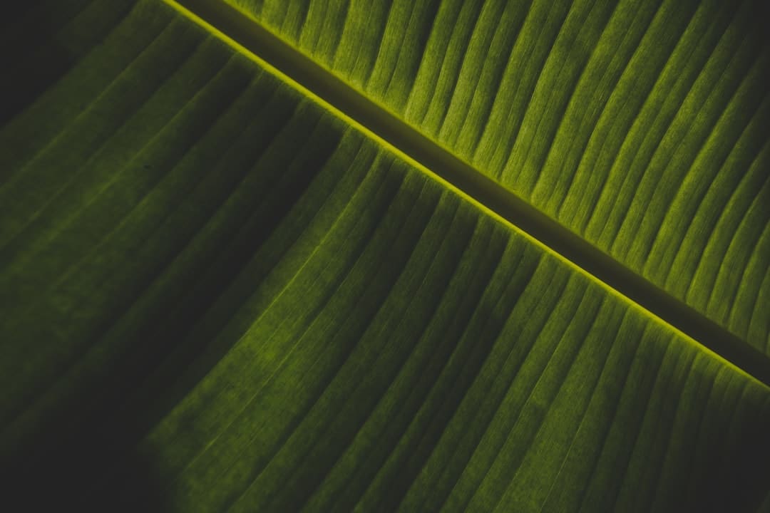 Photo Green tea leaves
