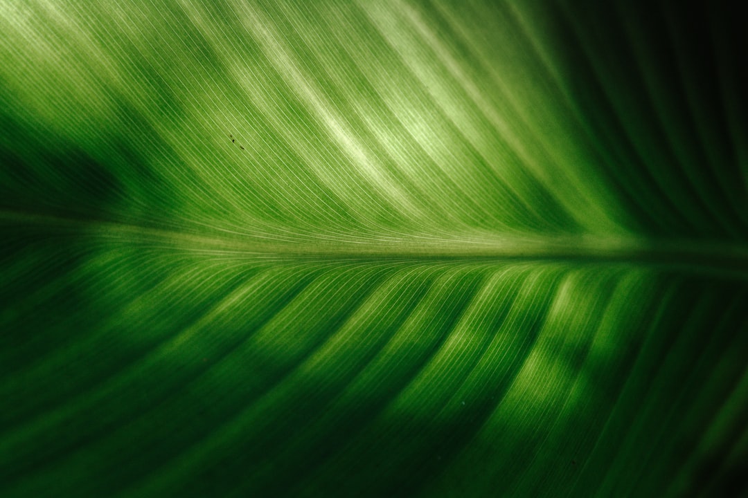 Photo Green tea leaves
