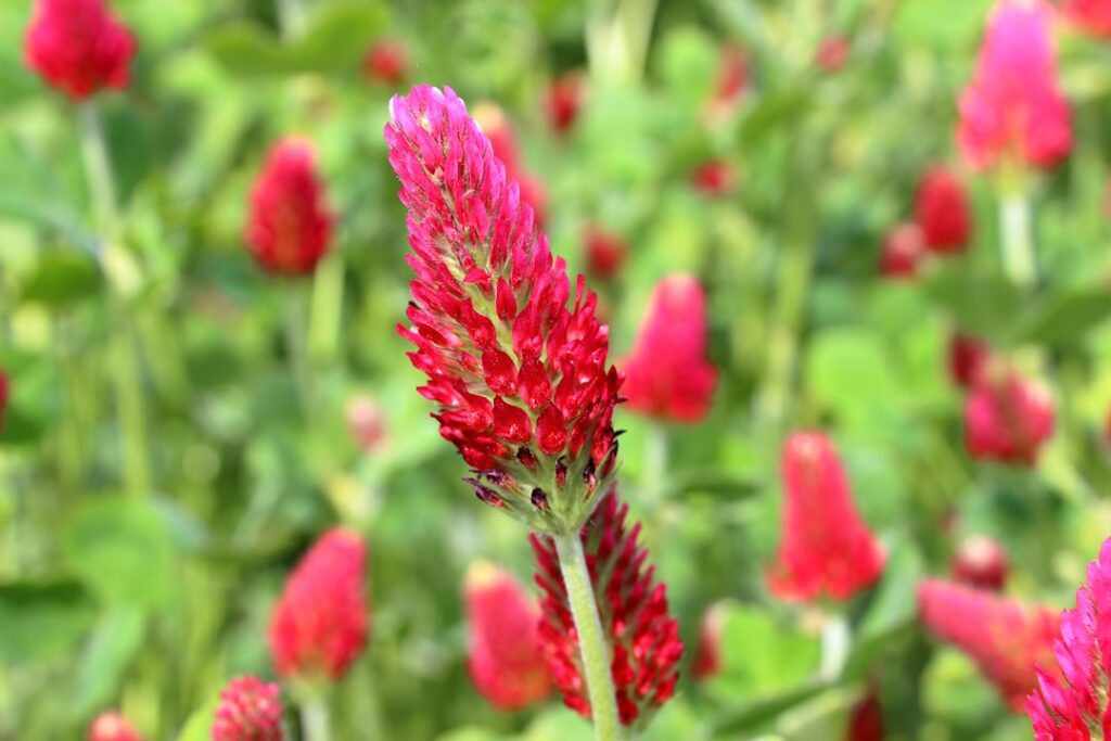 Photo Red clover blossoms
