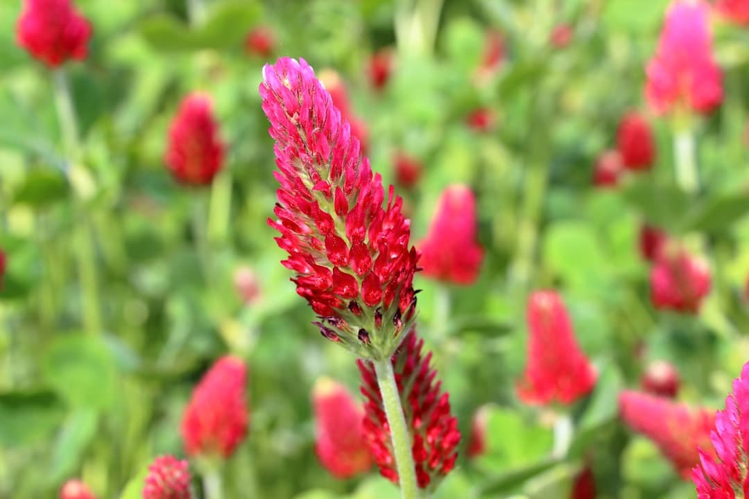Photo Red clover blossoms