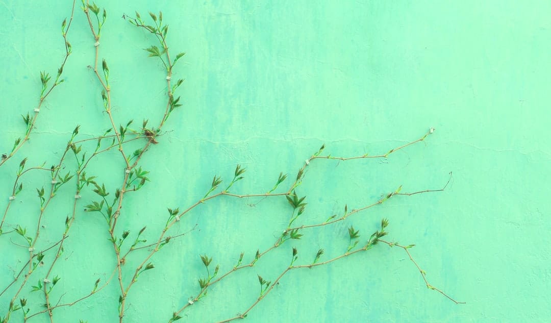 Photo Green tea leaves