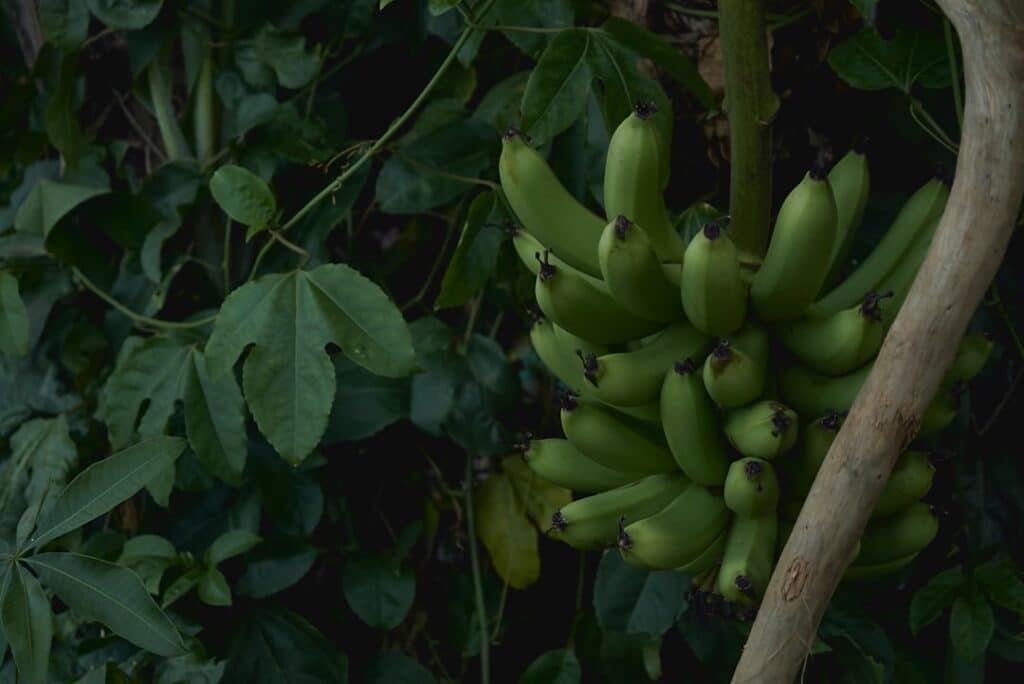 Photo Sliced bananas