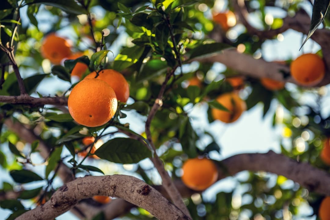 Photo Vitamin C