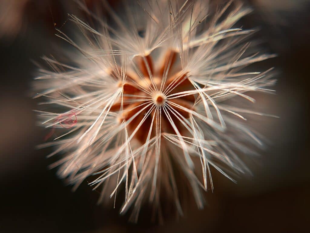 Photo Black seed plant