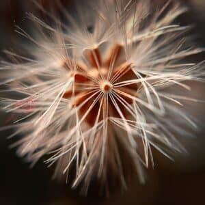 Photo Black seed plant