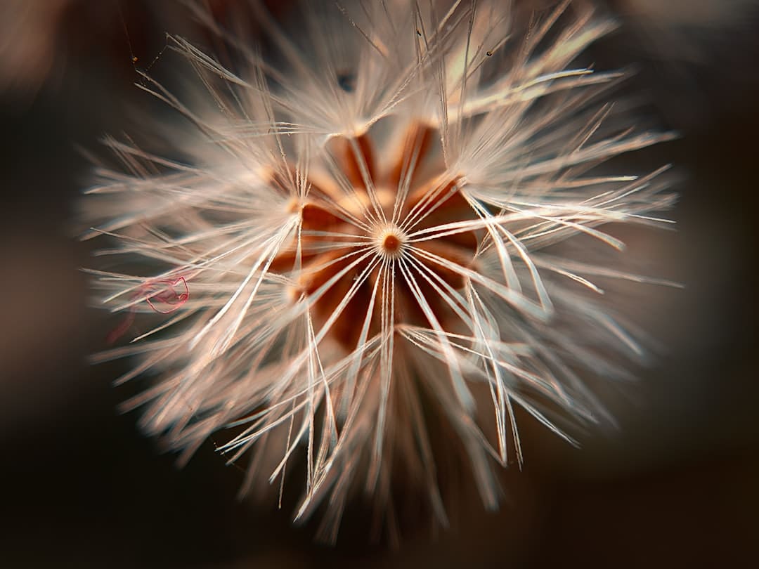 Photo Black seed plant