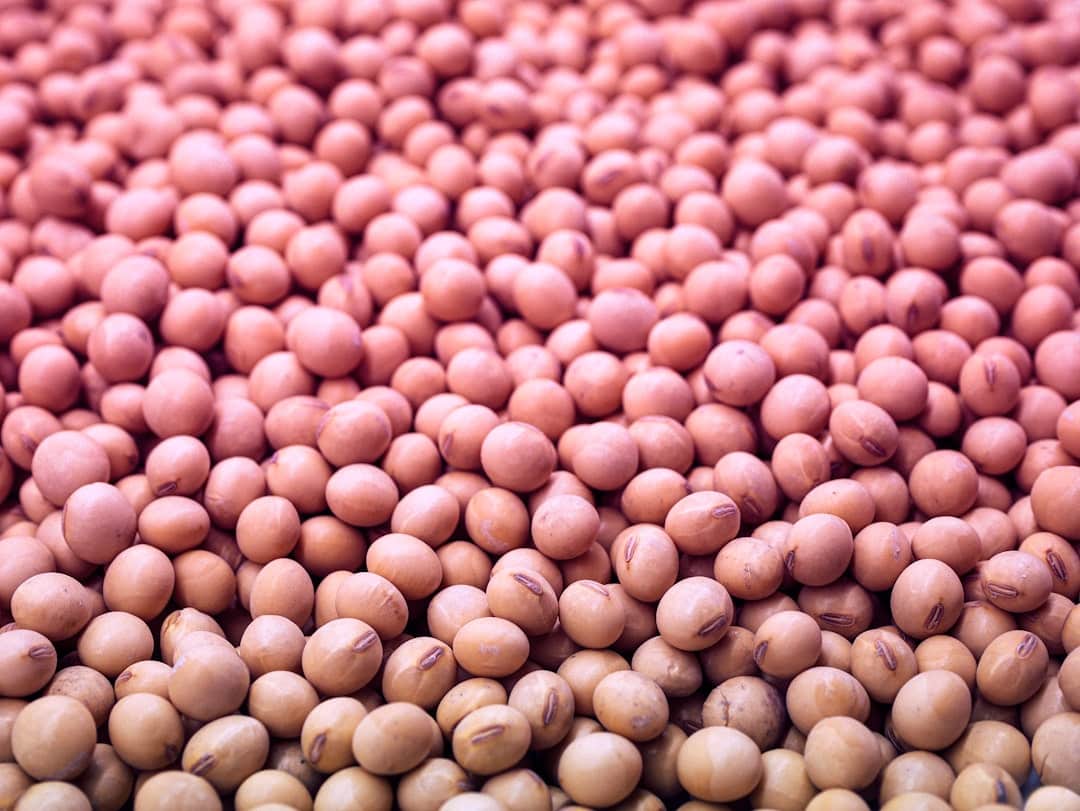 Photo Soybeans
