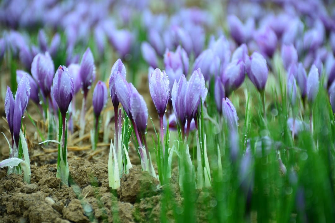 Photo Saffron flower